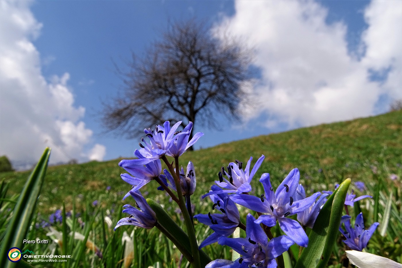 32 Compaiono fiori di scilla bifolia.JPG